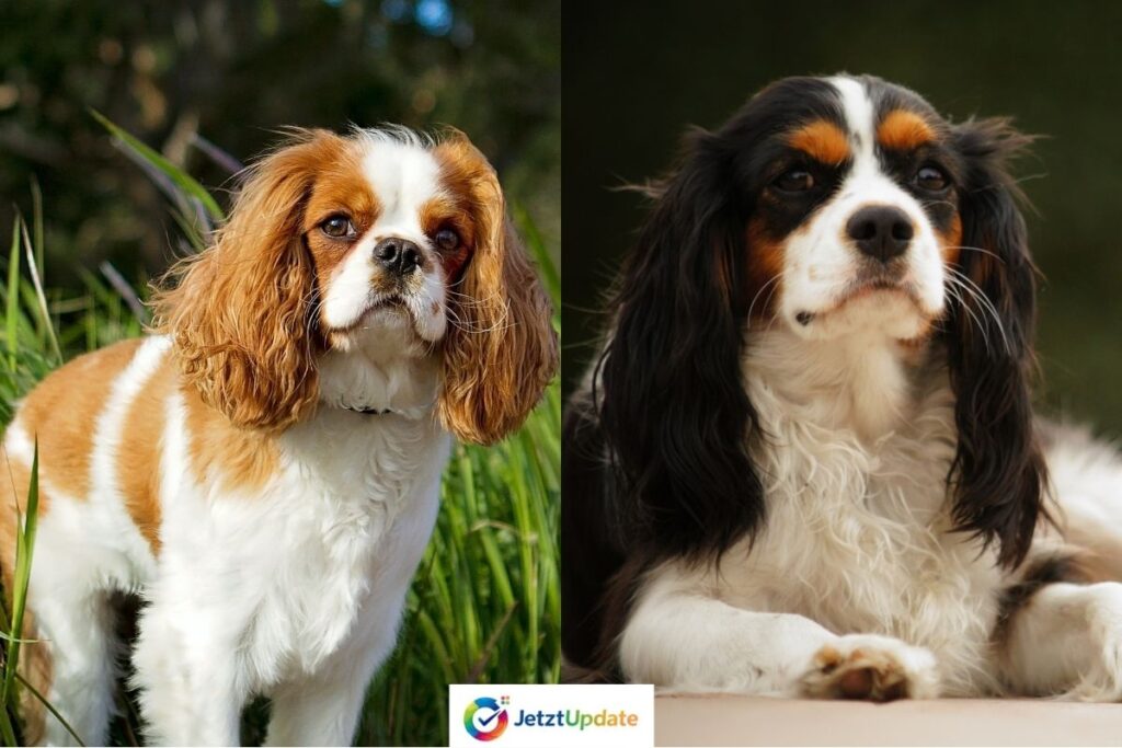 "Traumhund gesucht? Der cavalier king charles spaniel"